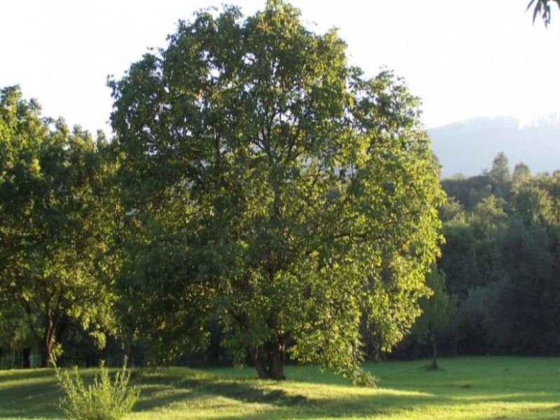 A diófa alapvetően a Közel-Keletről származik, azonban évszázadokkal ezelőtt került Európába, és napjainkra az ökoszisztémánk egyik legjellemzőbb fafaja.
