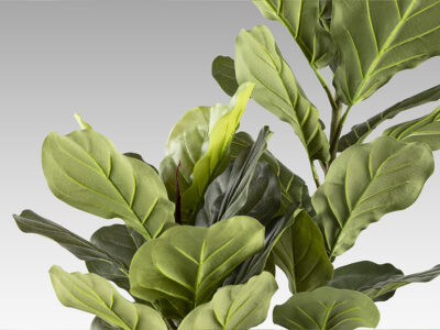 Higuera violin gondozásmentes növény 281232