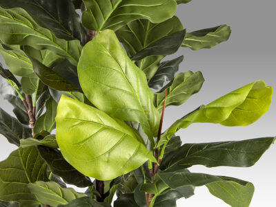 Higuera violin gondozásmentes növény 281577