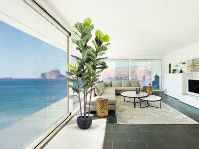 Higuera violin gondozásmentes növény 281577