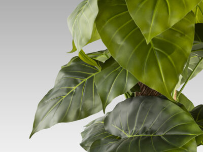 Taro gondozásmentes növény 281126