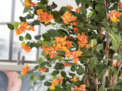 Buganvilla naranja gondozásmentes növény