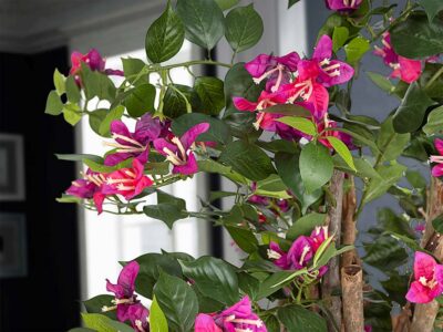 Buganvilla rosa gondozásmentes növény