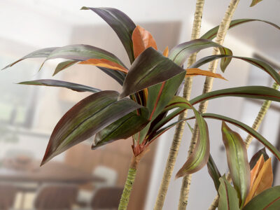 Dracena roja gondozásmentes növény