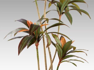 Dracena roja gondozásmentes növény