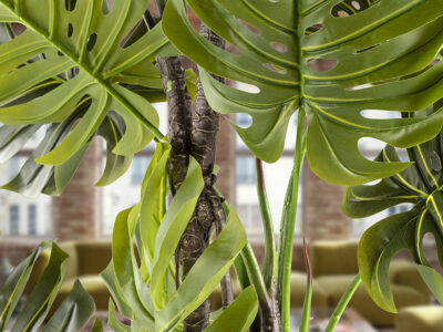 Monstera gondozásmentes növény
