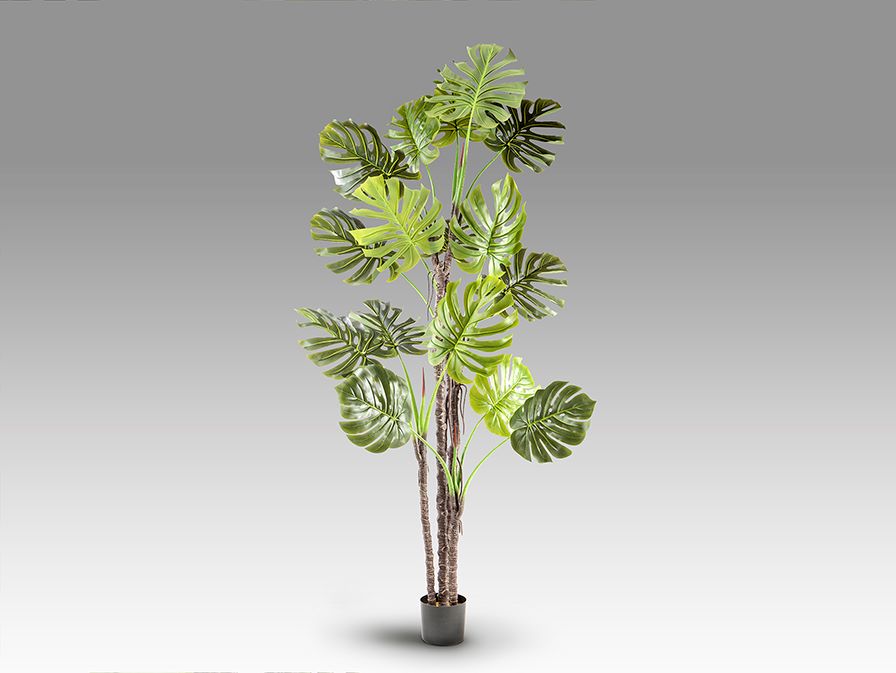 Monstera gondozásmentes növény háttér nélkül Monstera gondozásmentes növény háttér nélkül PVC-ből és fémből készült, lyukacsos levelekkel, gazdag textúrával, cement talpazattal, dekoratív mohaborítással és kaspóval.